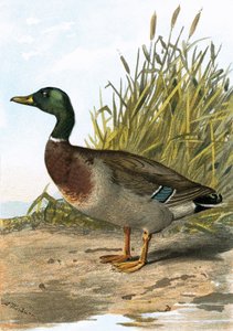 Pato salvaje o ánade real de English School