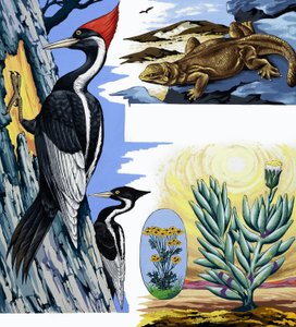 Montaje de vida silvestre de English School
