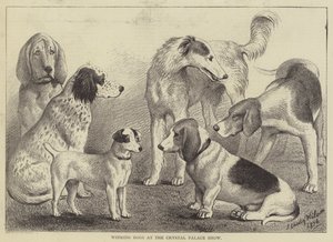 Perros Ganadores en la Exposición del Crystal Palace de English School