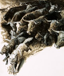 Lobos atrapados en una estampida