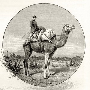 Mujer en un camello en Australia, c.1880, de 