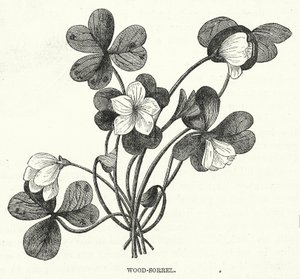 Wood-Sorrel (grabado) de English School