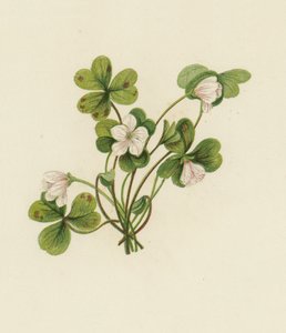 Acedera de los bosques, Oxalis Acetosella de English School