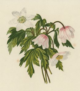 Anémona del bosque, Anemone Nemorosa (litografía en color)