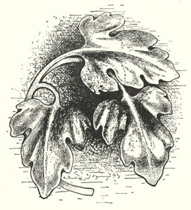 Tallado en madera: Hoja (grabado)