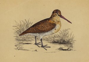 Woodcock (litografía en color) de English School