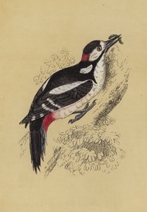 Pájaro carpintero