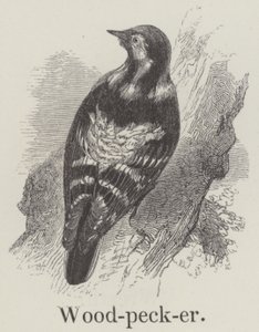 Pájaro carpintero
