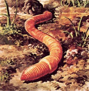 Gusano