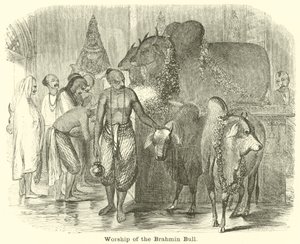 Adoración del toro Brahmán