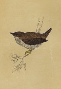 Wren (litografía en color) de English School
