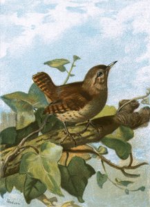 Chochín