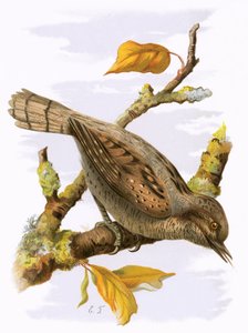 Torcecuello