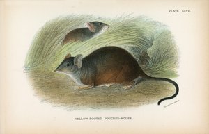 Ratón marsupial de patas amarillas de English School