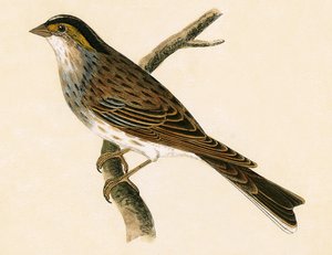Escribano cejiblanco, ilustración de 