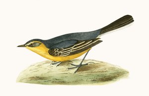 Lavandera cabeciamarilla, ilustración de 