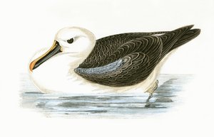 Albatros de nariz amarilla, ilustración de 