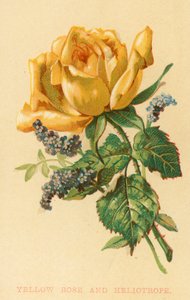 Rosa Amarilla y Heliotropo