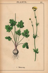 Ranúnculo amarillo  , de "The Instructive Picturebook, or Lessons from the Vegetable World", [Charlotte Mary Yonge], Edimburgo