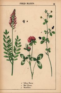 Trébol amarillo, trébol rojo y santofoin o esparceta  , de "The Instructive Picturebook, or Lessons from the Vegetable World", [Charlotte Mary Yonge], Edimburgo