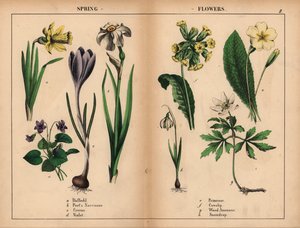 Narciso amarillo, narciso blanco del poeta, azafrán púrpura, violeta púrpura, prímula amarilla, prímula amarilla, anémona de madera blanca y campanilla blanca.   , de "The Instructive Picturebook, or Lessons from the Vegetable World", [Charlotte Mary Yonge de English School