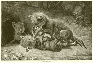 Lobos Jóvenes de English School