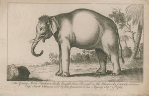 Elefante macho joven de English School