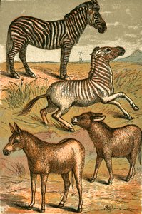 Cebra, Asno Salvaje, Quagga y Asno Común de English School