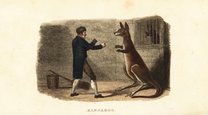 Cuidador del zoológico boxeando con un canguro macho en el zoológico Exeter Exchange, Londres de English School