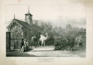Jardines Zoológicos, Regents Park de English School