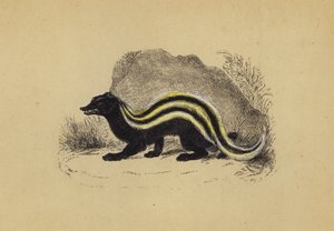Zorilla (litografía en color) de English School