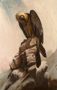Águila en el acantilado de English School English School