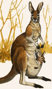 Canguro