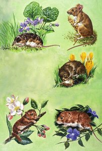 Ratones, topillos y musarañas