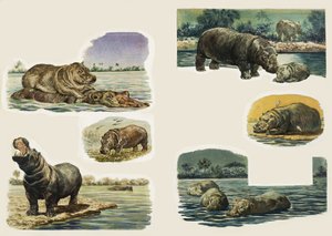 Asomarse a la naturaleza: El hipopótamo