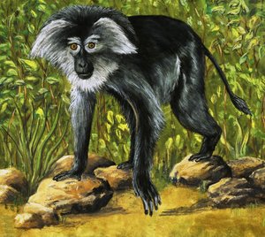 Monos extraños