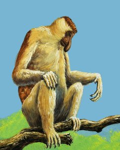 Monos extraños