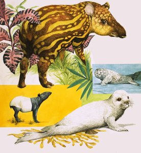 El tapir malayo y la foca gris del Atlántico