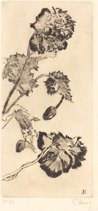 Flores (Fleurs)