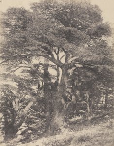 Groupe de Cèdres de Mt. Liban / [Grupo de Cedros, Monte Líbano].