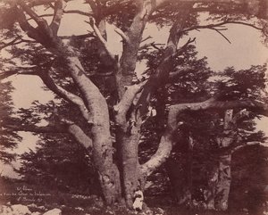 Monte Líbano. Tronco de uno de los cedros de Salomón de Ernest Benecke