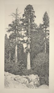 Bebé Sequoia de Ernest Haskell