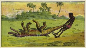 Hombre Ashanti arrastrando un cocodrilo dormido por la cola