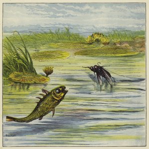 Pez y mosca