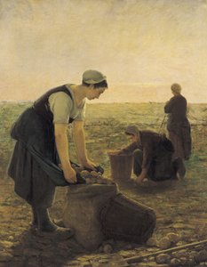 La cosecha de patatas
