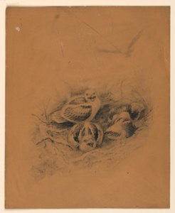 Pájaros de Ernest Thompson Seton