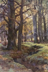 En el bosque de Mallard (litografía en color) de Ernest William Haslehust