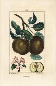 Manzano - Manzana, Malus domestica, con rama, hoja, fruto, flor y fruto maduro en sección mostrando semillas. Grabado en cobre a mano coloreado por Lambert Junior de un dibujo de Ernestine Panckoucke de 
