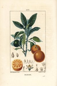 Bigaradier, Naranja, Citrus aurantium, con rama, hoja, flor, fruto maduro e inmaduro, y sección a través del fruto. Ilustración de La Flore Medicale de Ernestine Panckoucke