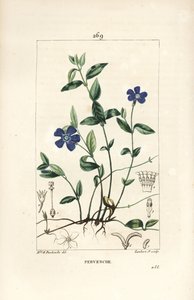 Pequeña Pervinca - Vinca minor, con flor, hoja, tallo, raíz y semilla. Grabado en cobre a mano coloreado por Lambert Junior de un dibujo de Ernestine Panckoucke de 